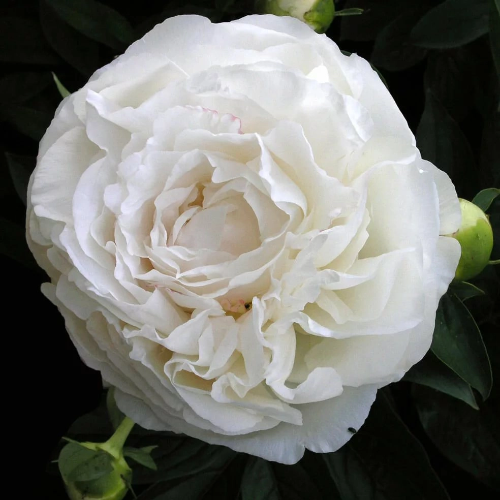 Paeonia mothers choice