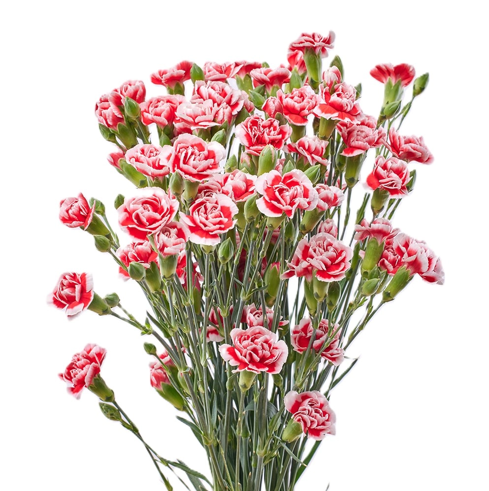 Carnation spray2 phantom