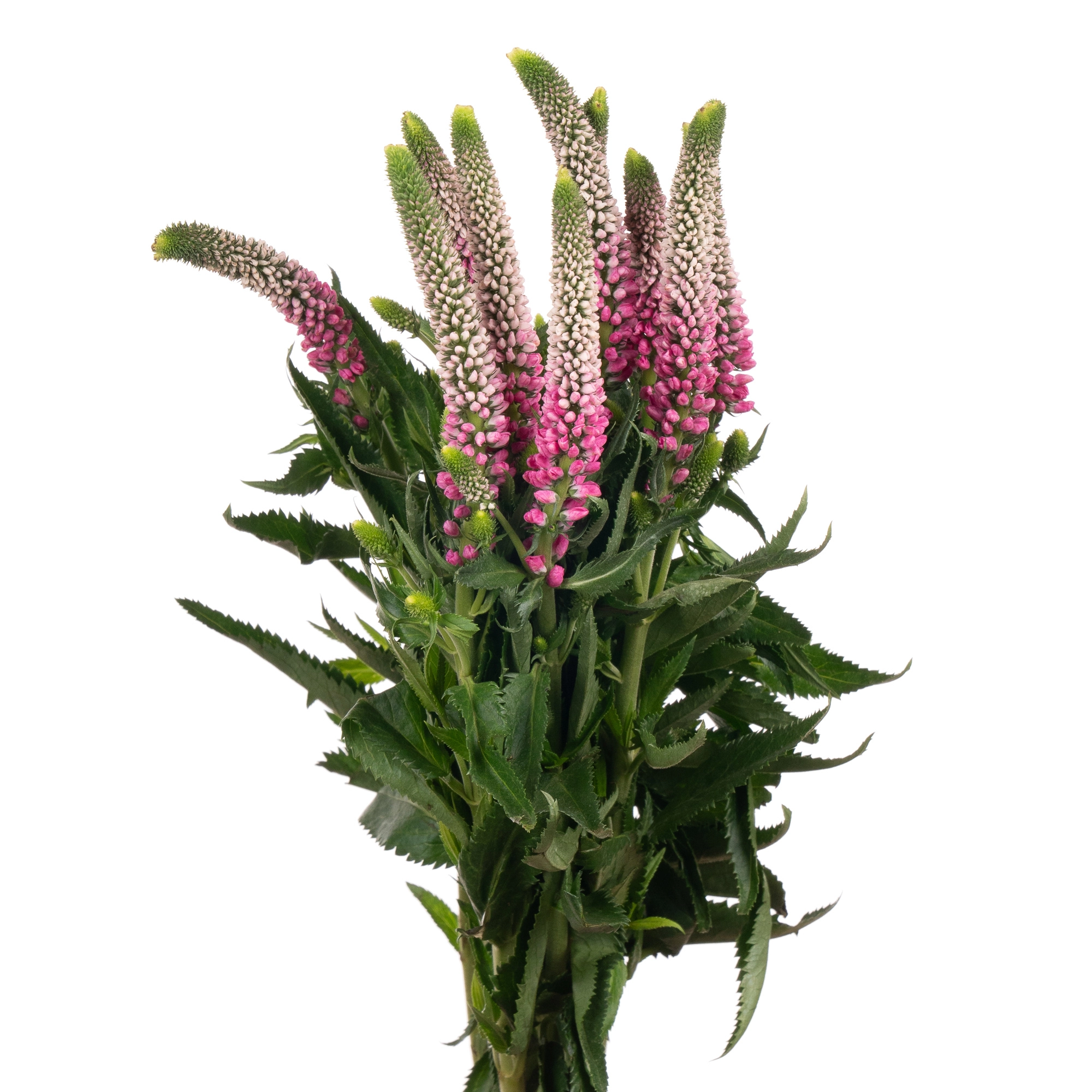 Veronica smart iselle | Wholesale flowers, plants and supplies Veronica smart iselle