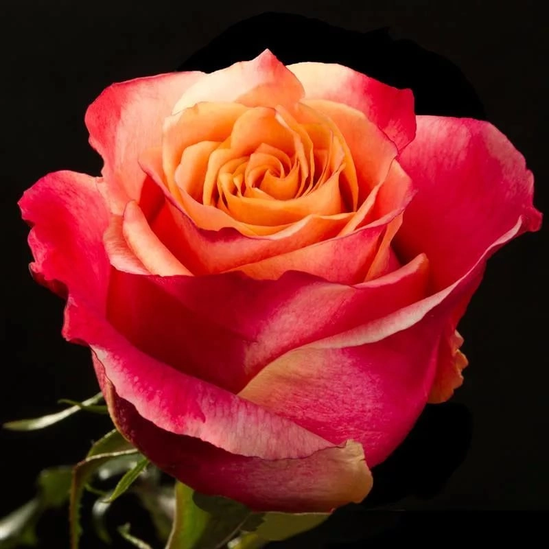 Rose 3d | Wholesale flowers, plants and supplies Rose 3d