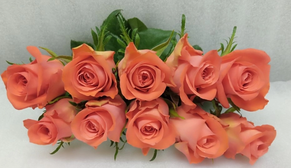 Rose orange strike | Wholesale flowers, plants and supplies Rose orange strike
