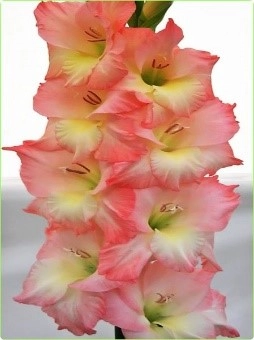 Gladiolus careless