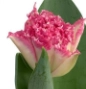 Tulip fringed sweet caroline
