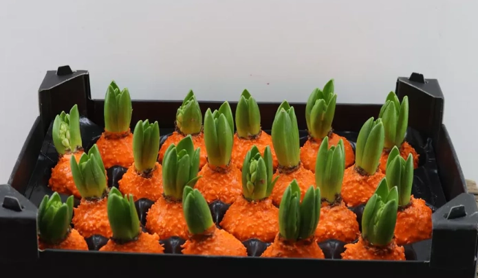 Wax Hyacinth Korrel oranje