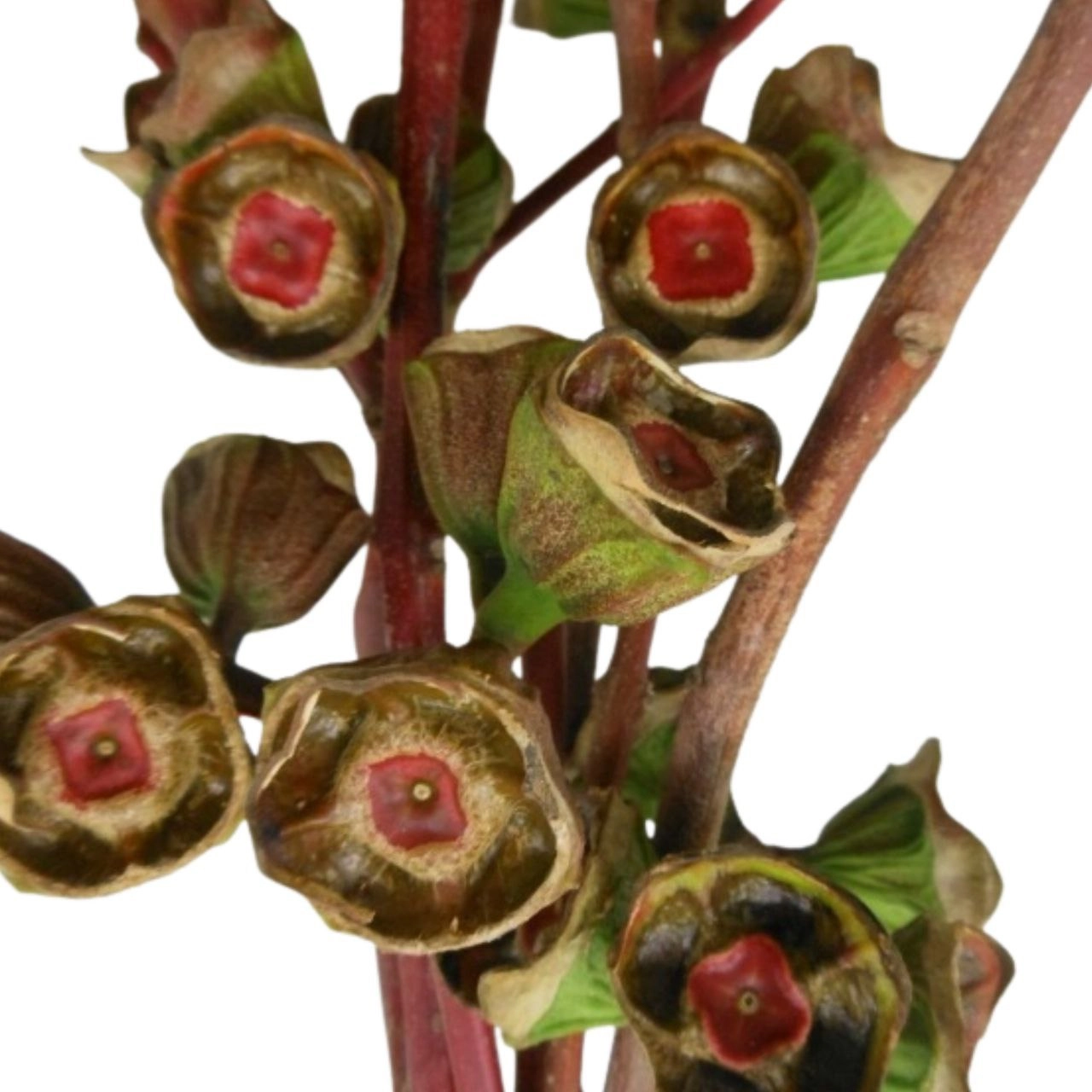 Blad Eucalyptus fruit