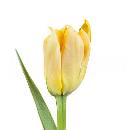 Tulip double carnaval de nice