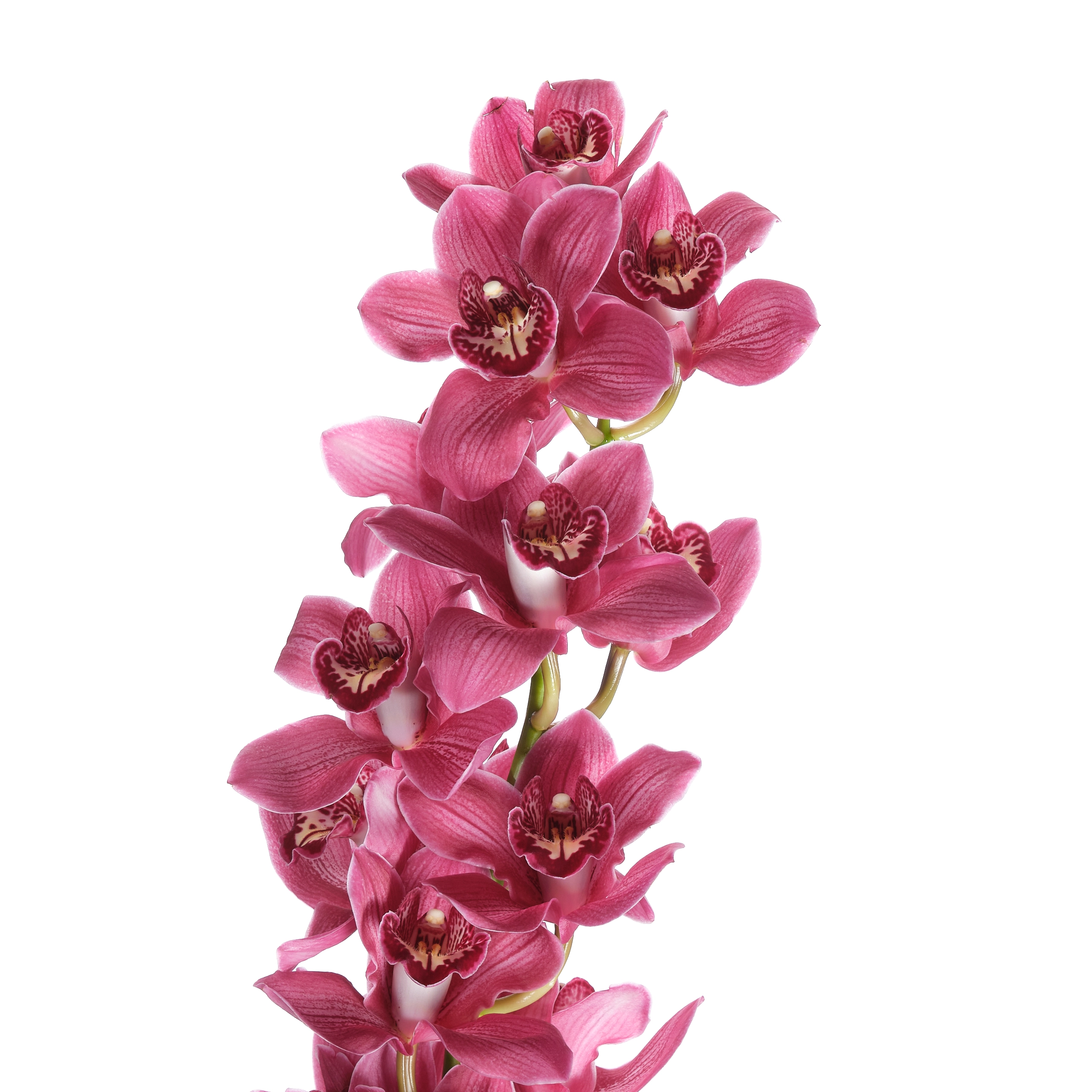 Cymbidium barolo