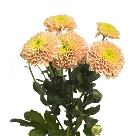 Chrysanthemum santini jeanny peach