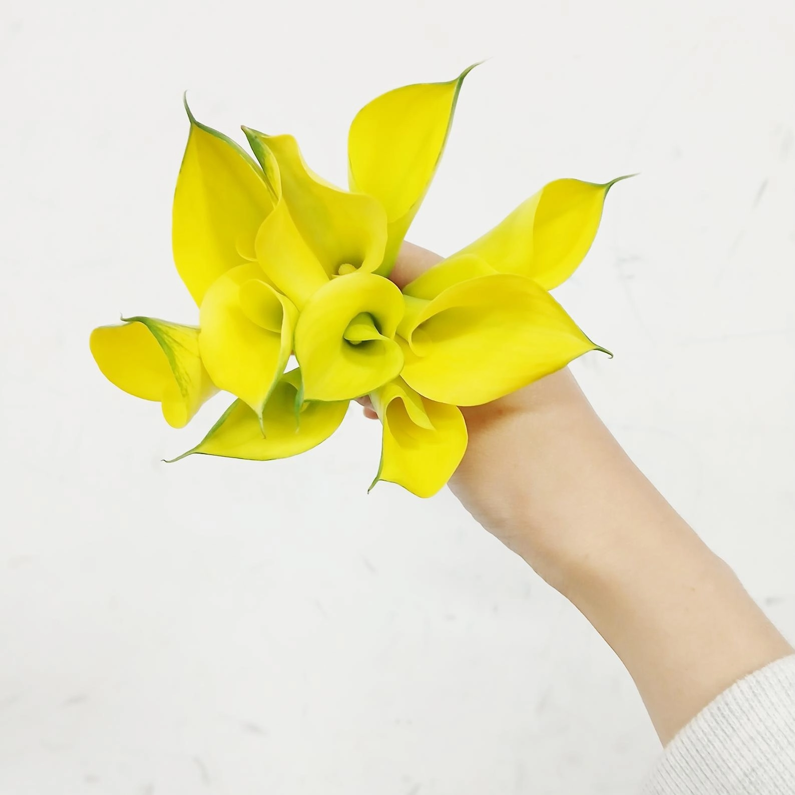 Zantedeschia copacabana