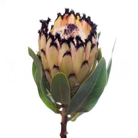 Protea snow princess