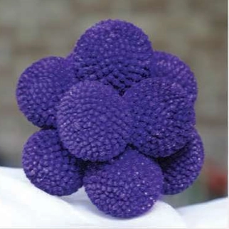 Craspedia tinted purple | Wholesale flowers, plants and supplies Craspedia tinted purple