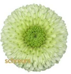Gerbera Mini torin
