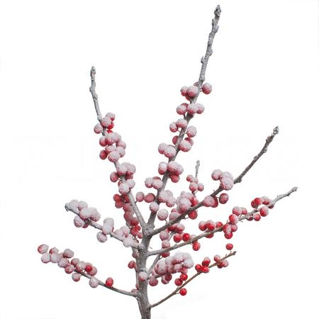Ilex snow