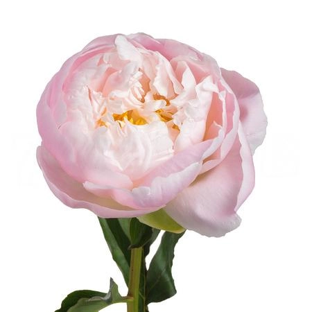 Paeonia miss america