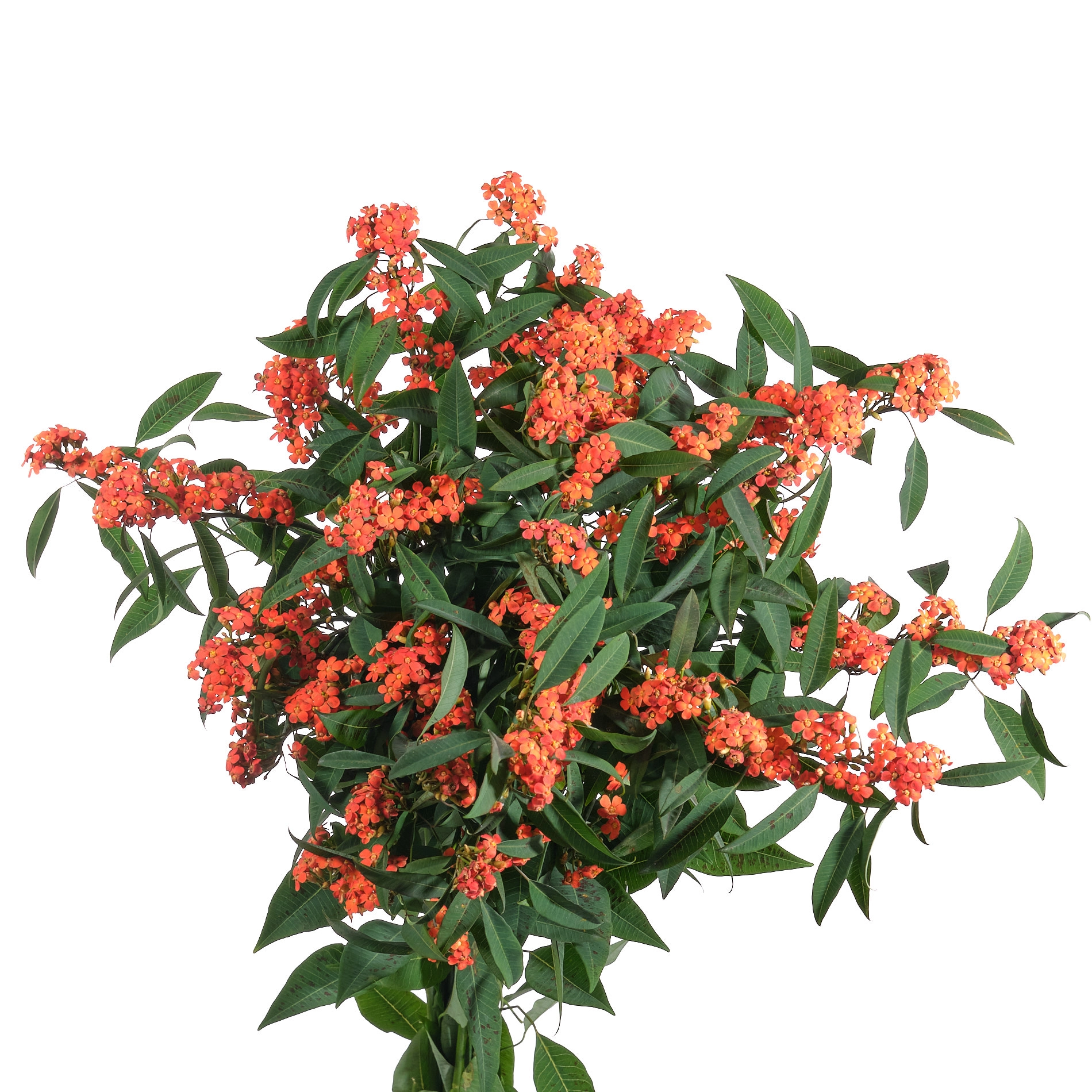 Euphorbia queen of orange