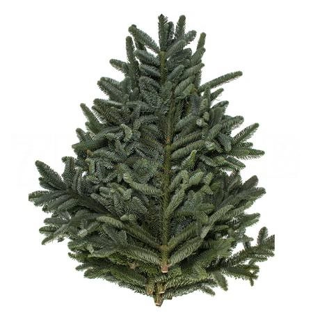 Abies nobilis
