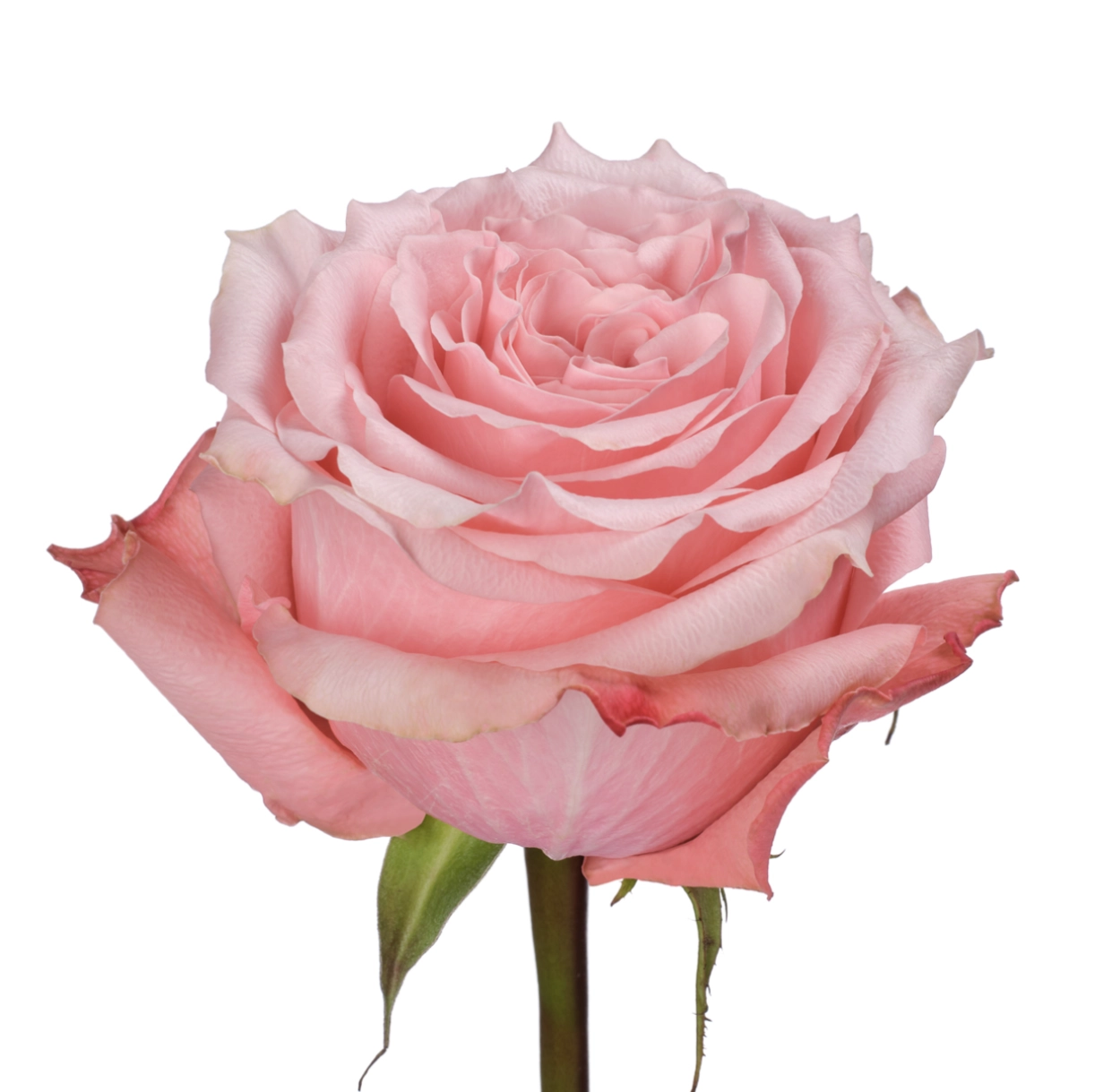 Rose bimba pink
