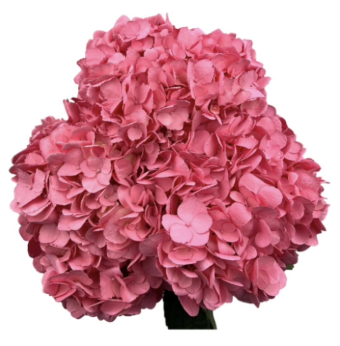Hydrangea jumbo soft pink