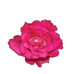 Rose cross fire | Wholesale flowers, plants and supplies Rose cross fire