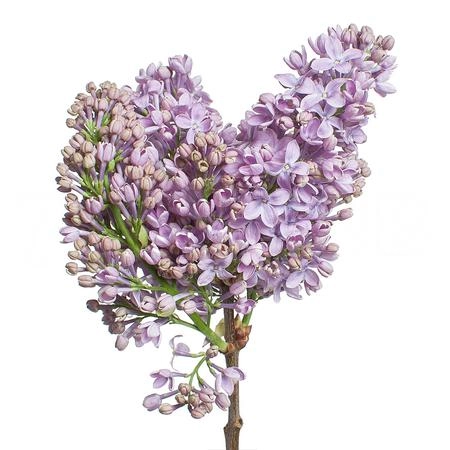 Syringa ruhm von horstenstein | Wholesale flowers, plants and supplies Syringa ruhm von horstenstein