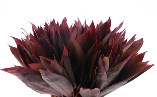Blad Cordyline compacta red