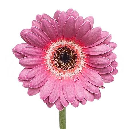 Gerbera mini purple wonder