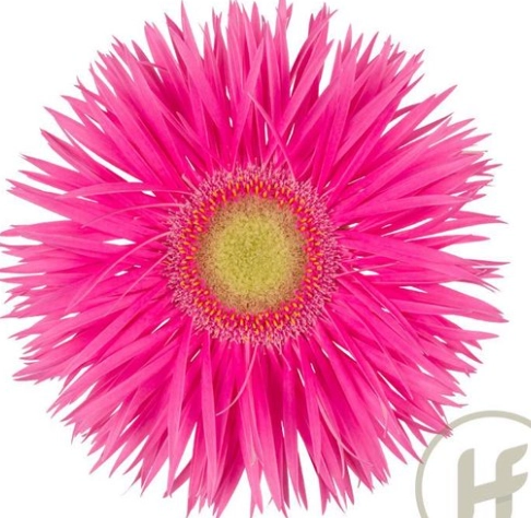 Gerbera gerspider anne