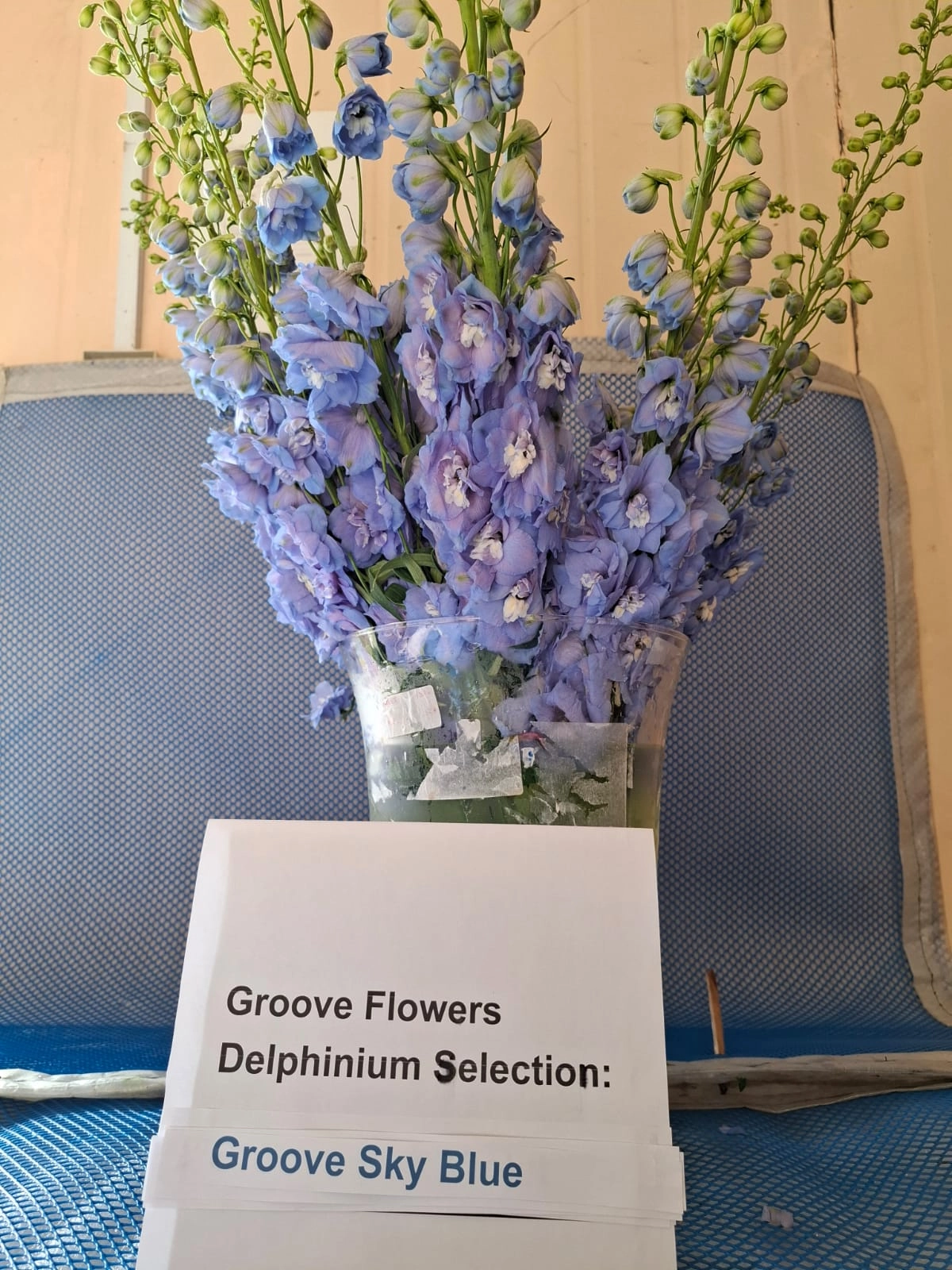 Delphinium groove sky blue