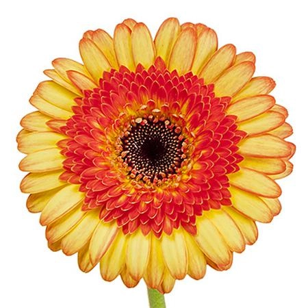 Gerbera mini dekora