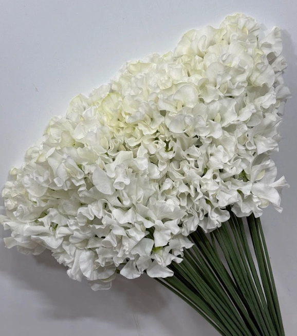 Lathyrus odoratus yukino hana