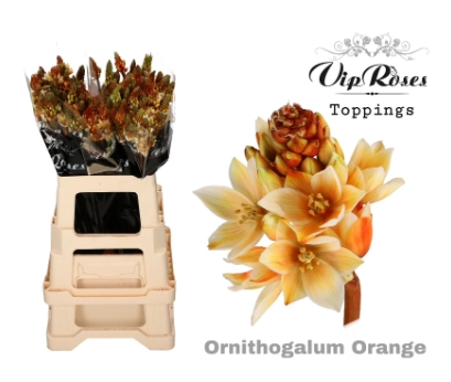 Ornithogalum dyed orange