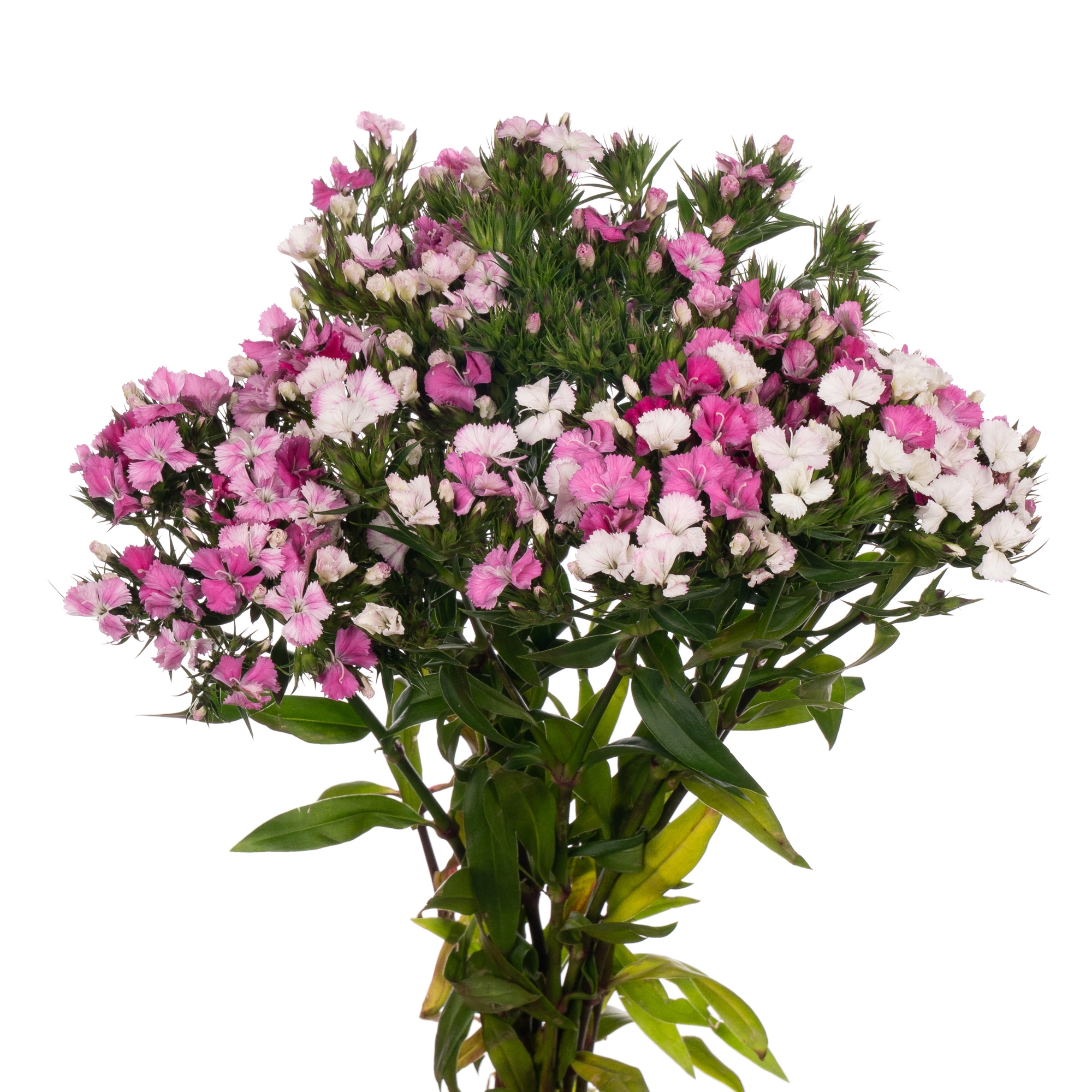 Carnation barbatus amazon rose magic