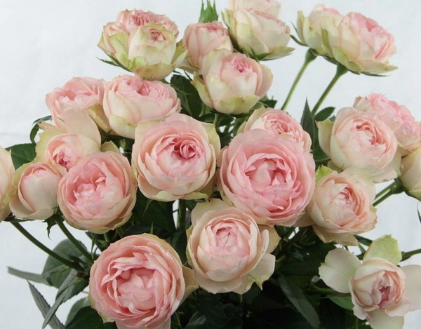 Rose spray lovely rokoko