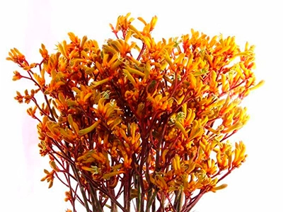 Anigozanthos gold fever