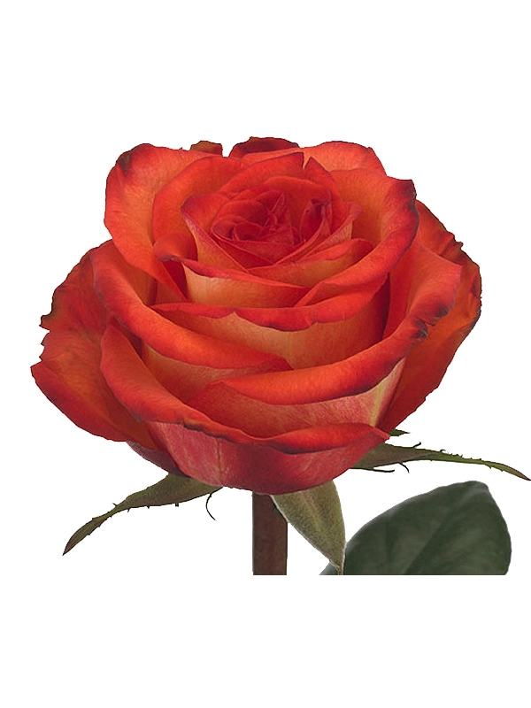 Rose high & orange magic | Wholesale flowers, plants and supplies Rose high & orange magic