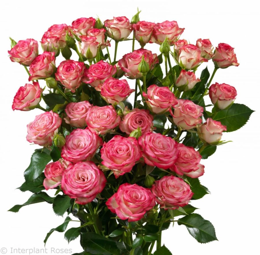 Rose spray halley