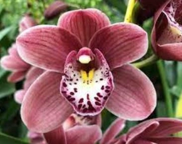 Cymbidium maroon
