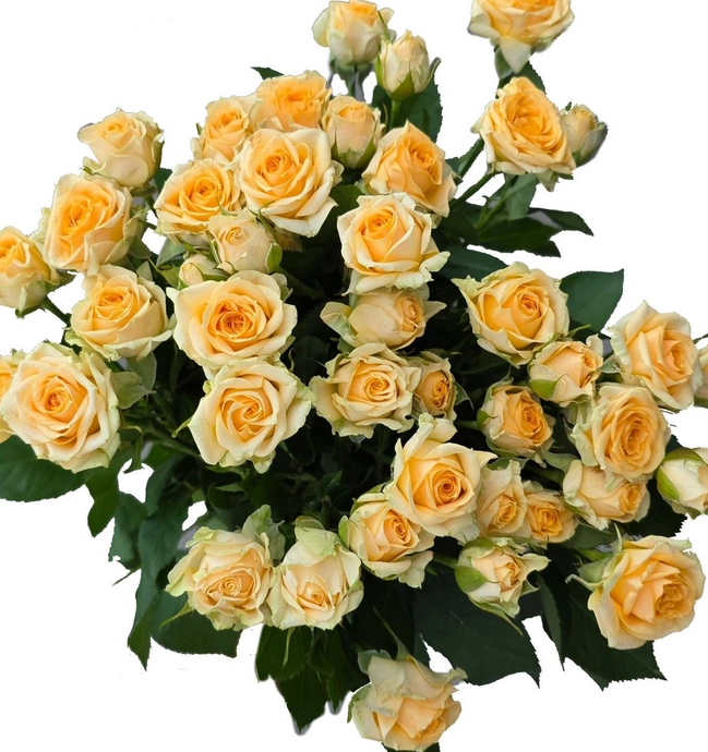 Rose spray trinity