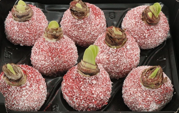 Wax Hipp Snow Topline Kerstrood