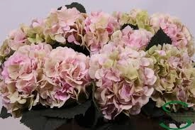Hydrangea verena classic green and pink