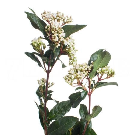 Viburnum flowering tinus