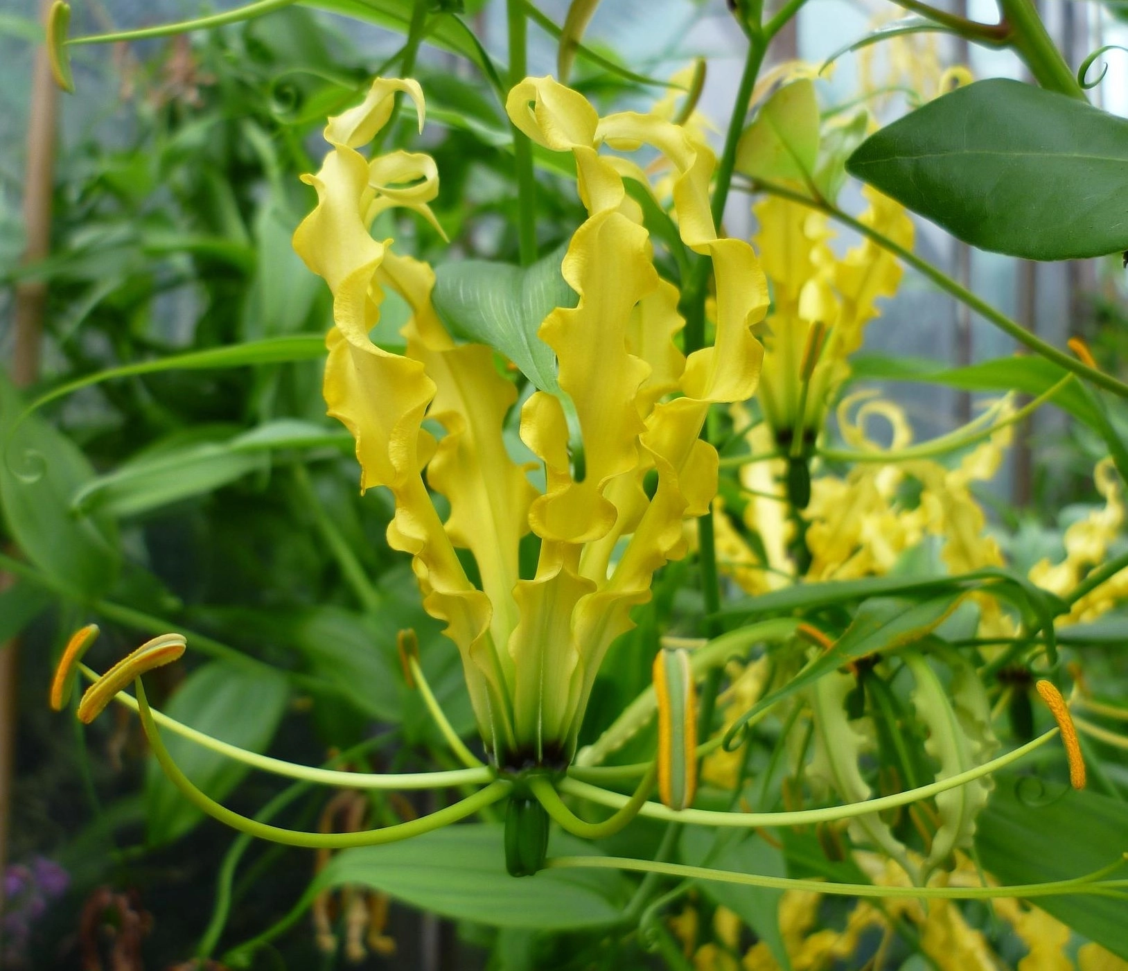 Gloriosa lutea