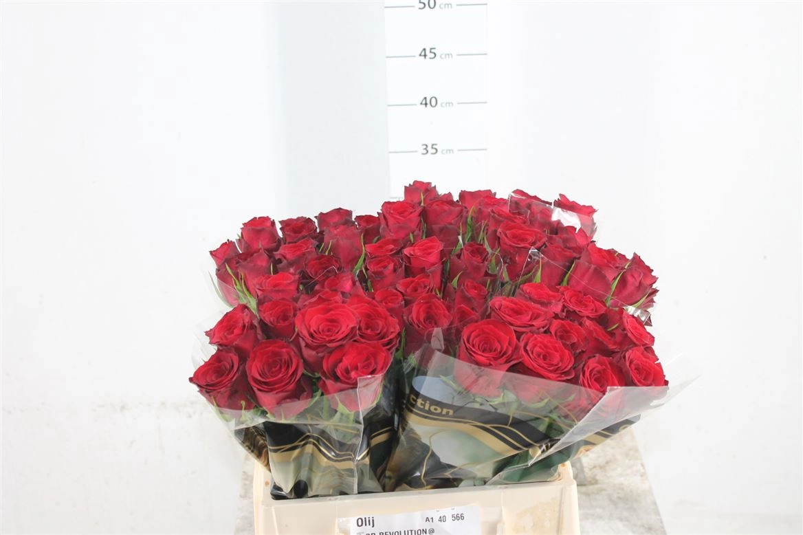Rose revolution | Wholesale flowers, plants and supplies Rose revolution