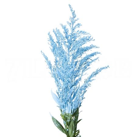 Solidago tinted light blue