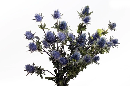 Eryngium blue