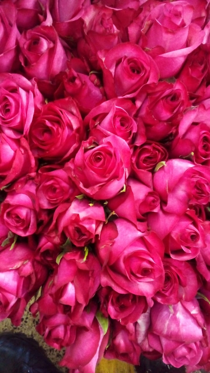 Rose royale paloma | Wholesale flowers, plants and supplies Rose royale paloma