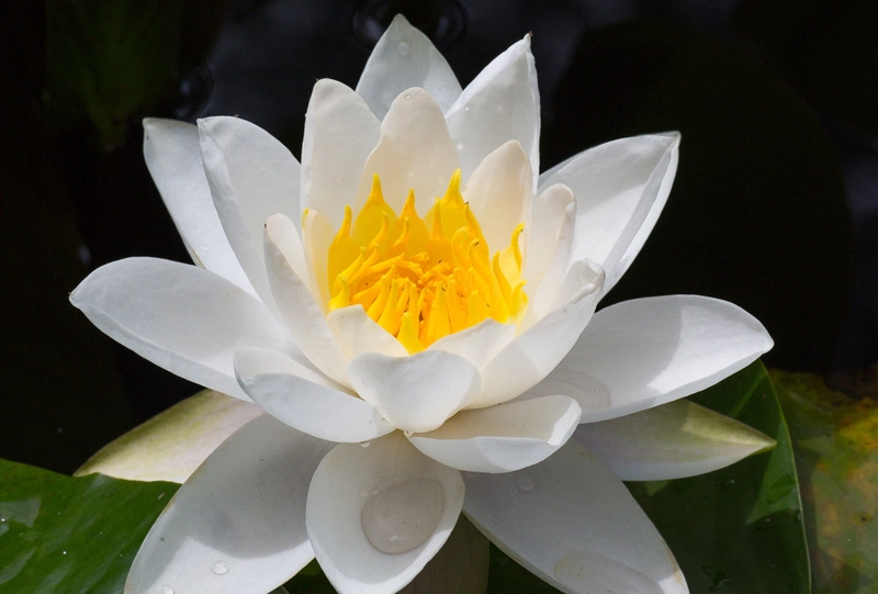 Lotus white