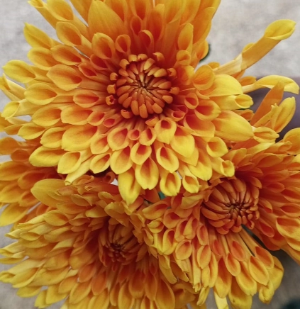 Chrysanthemum spray roatau