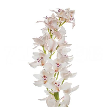 Cymbidium cascade