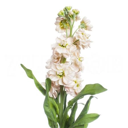 Matthiola aida apricot